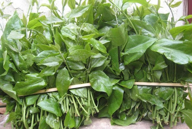 Trên thị trường, rau sắng có giá dao động từ 100.000 - 200.000 đồng/kg, tuỳ thời điểm. Ảnh: Internet