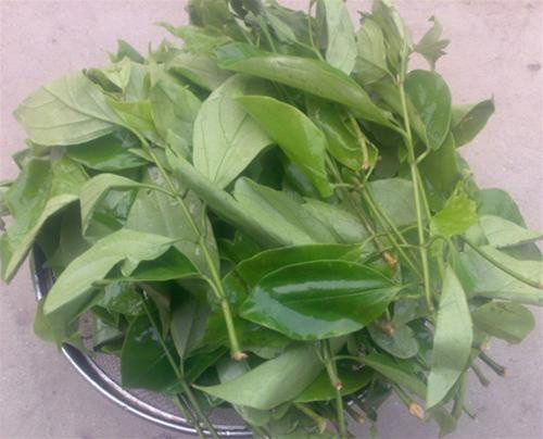 Đặc biệt, rau ngót rừng ở Chùa Hương có thể lên tới hàng triệu đồng/kg. Ảnh: DulichHoanMy