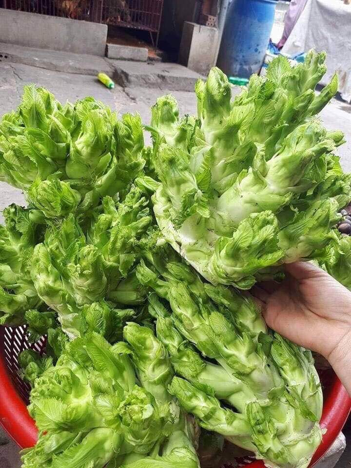  Rau mầm đá có hình thù như những nhũ đá nhú ra từ gốc, khum khum thành hình những búp măng chóp nhọn. Ảnh: Facebook