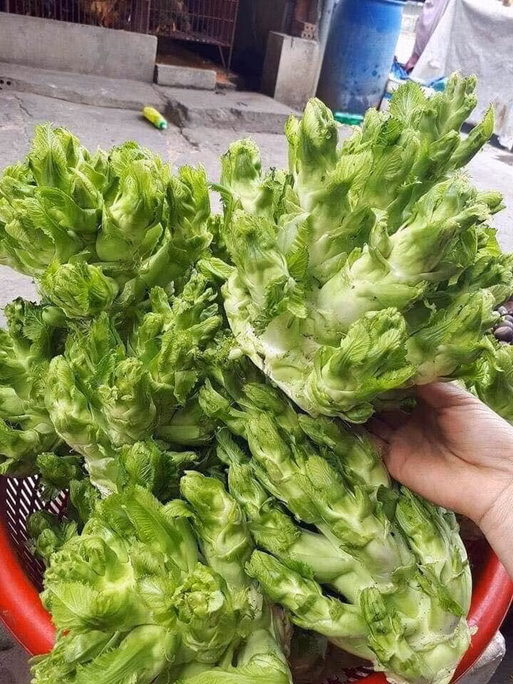  Rau mầm đá có hình thù như những nhũ đá nhú ra từ gốc, khum khum thành hình những búp măng chóp nhọn. Ảnh: Facebook