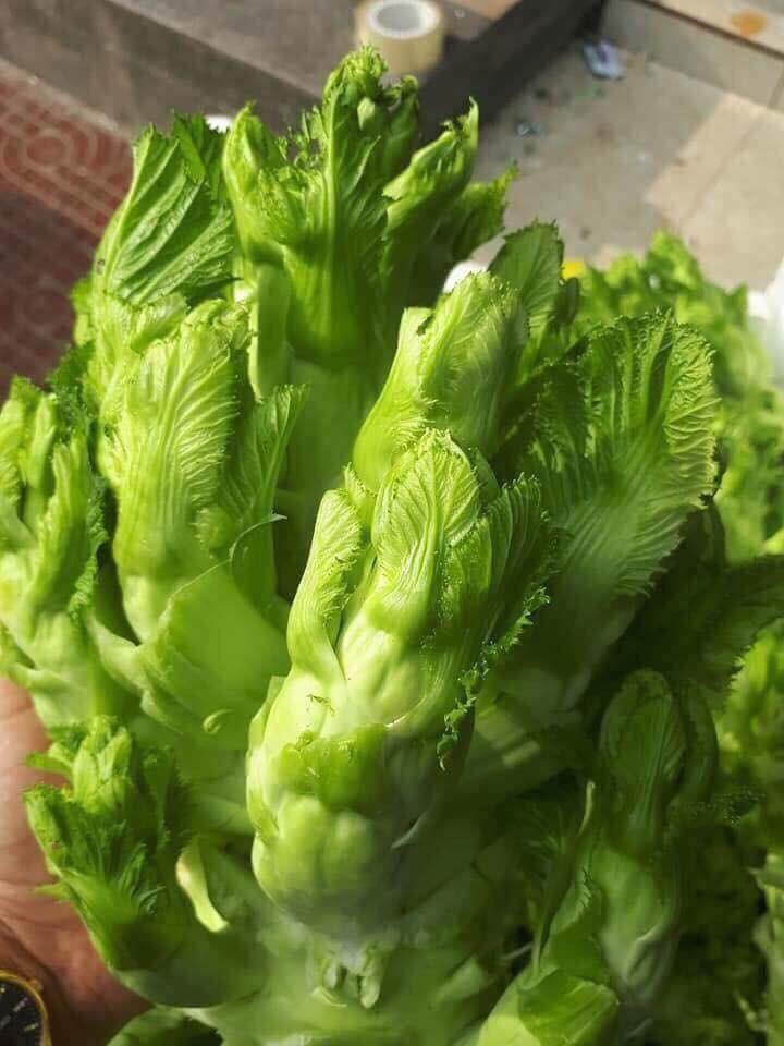 Rau mầm đá có giá từ 50.000 đến vài trăm nghìn đồng/kg và đắt hơn khi trái mùa. Ảnh: Facebook