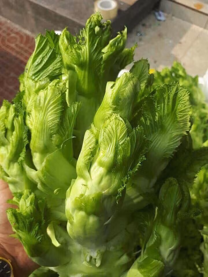 Rau mầm đá có giá từ 50.000 đến vài trăm nghìn đồng/kg và đắt hơn khi trái mùa. Ảnh: Facebook