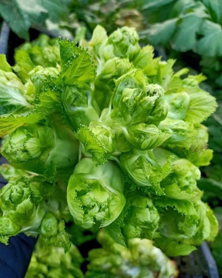 Một trong những lý do khiến mầm đá đắt là vì chúng chỉ phát triển ở vùng núi cao phía Bắc, khí hậu lạnh. Ảnh: Facebook