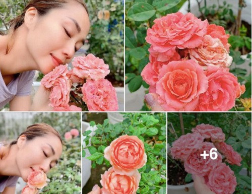 Vườn hồng trong nhà Ốc Thanh Vân nở rộ, đẹp kêu sa khiến ai nấy đều thích thú và ngưỡng mộ.