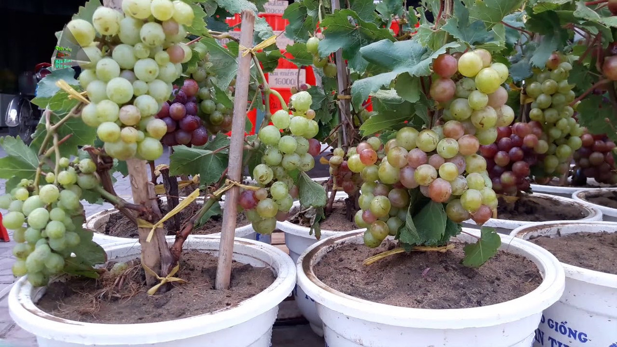 Thị trường cây cảnh Tết năm nay cũng sôi động với các loại nho kiểng. Ảnh: Youtube