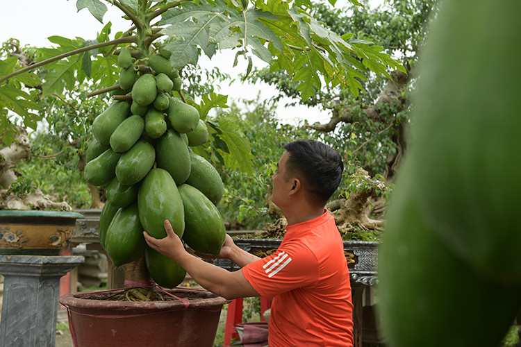 Theo chủ vườn, để có một gốc đu đủ bonsai trĩu quả phải mất ít nhất 7 tháng chăm sóc, uốn thế. Ảnh: Báo tin tức