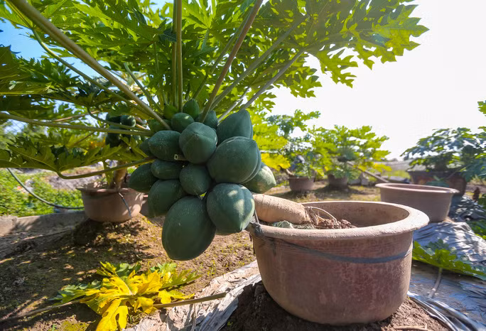 Một chậu đu đủ bonsai được đánh giá là đẹp phải phụ thuộc vào nhiều yếu tố như: Dáng cây, đầy đủ quả to, quả nhỏ, hoa và lộc. Ảnh: Người lao động