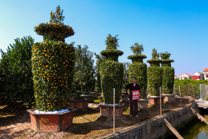 Quất lục bình cao 4 m giá vài chục triệu đồng được nhiều đại gia săn đón trong dịp Tết. Ảnh: Người lao động