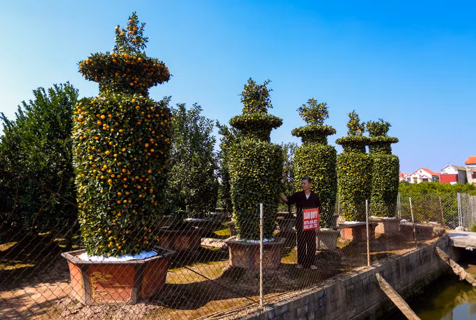 Quất lục bình cao 4 m giá vài chục triệu đồng được nhiều đại gia săn đón trong dịp Tết. Ảnh: Người lao động