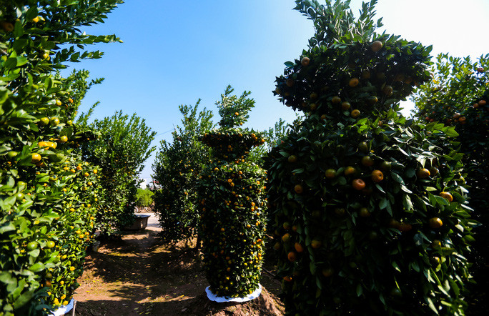 Không chỉ được gò dáng đẹp mắt, quất lục bình còn có đầy đủ cả lá xanh, lộc non và sai trĩu quả. Ảnh: Người lao động