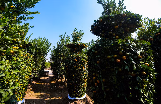 Không chỉ được gò dáng đẹp mắt, quất lục bình còn có đầy đủ cả lá xanh, lộc non và sai trĩu quả. Ảnh: Người lao động