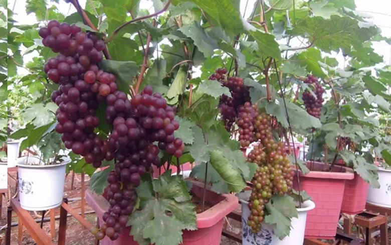 Những cây nho lớn, nhiều năm, thế dáng độc đáo phục vụ người sành chơi có giá vài triệu đồng. Ảnh: VOV
