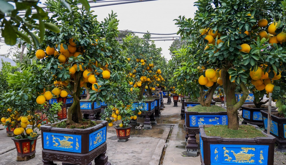 Giá những cây bưởi độc đáo này lên tới hàng chục triệu đồng. Ảnh: Nhadautu