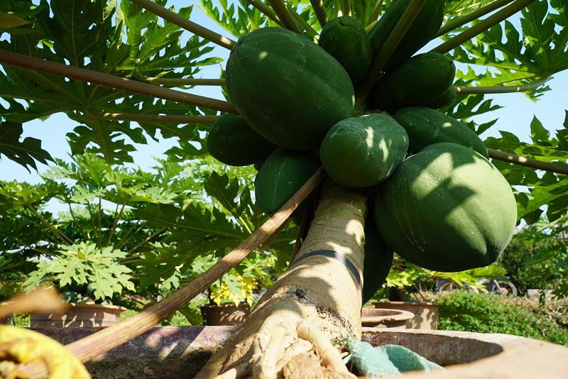 Cây đu đủ tượng trưng cho sự no đủ, sum vầy, bền vững nên được nhiều khách hàng săn đón về trưng Tết. Ảnh: Kinhtedothi