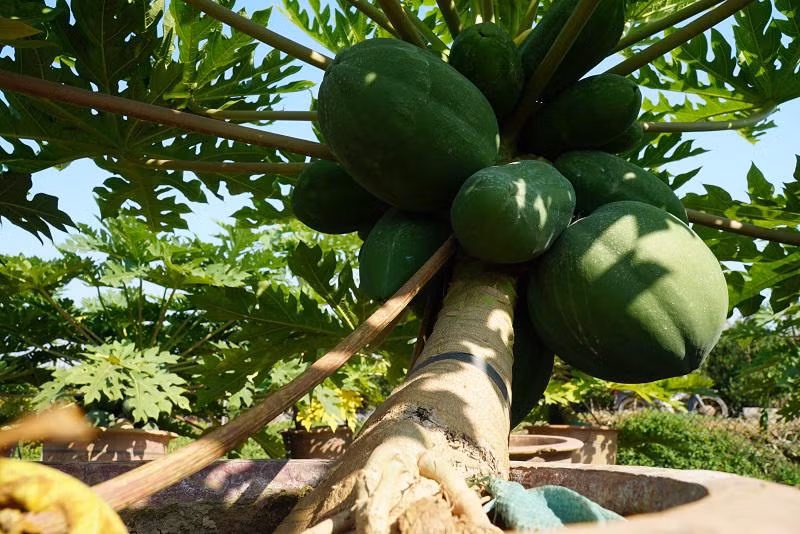 Cây đu đủ tượng trưng cho sự no đủ, sum vầy, bền vững nên được nhiều khách hàng săn đón về trưng Tết. Ảnh: Kinhtedothi