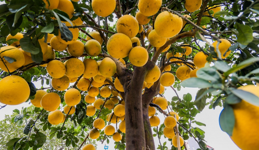 Những chậu bưởi sai trĩu, lên tới hàng trăm quả cũng là loại cây cảnh được nhiều người tìm mua chơi Tết. Ảnh: Nhadautu