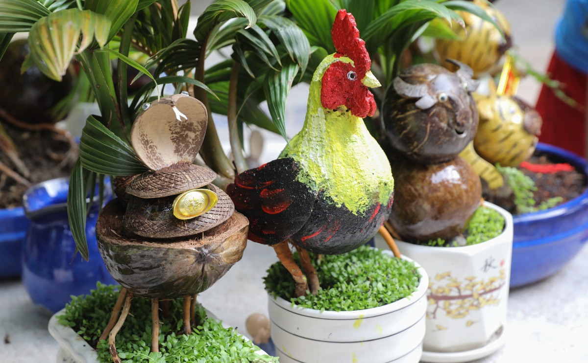 Dừa bonsai hình gà trống đẹp mắt. Ảnh: Vnexpress