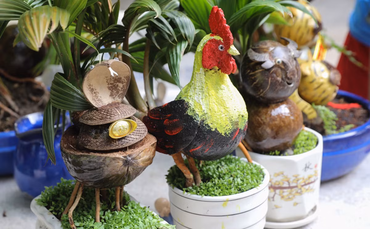 Dừa bonsai hình gà trống đẹp mắt. Ảnh: Vnexpress
