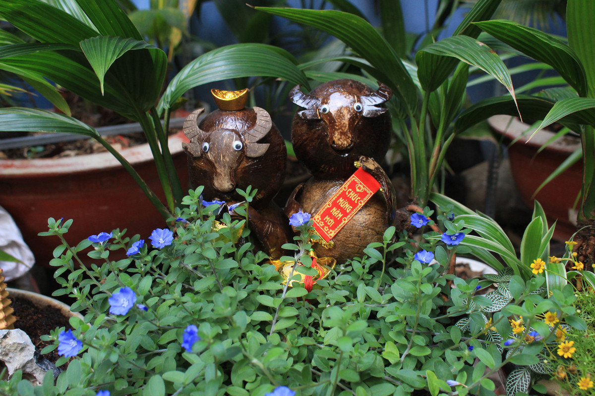 Năm nay, bonsai dừa hình trâu cũng được một số nhà vườn giữ lại vài con để bán cho khách muốn mua đúng tuổi hợp của mình. Ảnh: Dân Việt