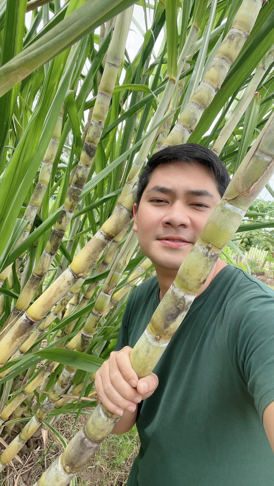 Một khu nhỏ, nam diễn viên dùng trồng mía đường cho gia đình. Ảnh: Lao động