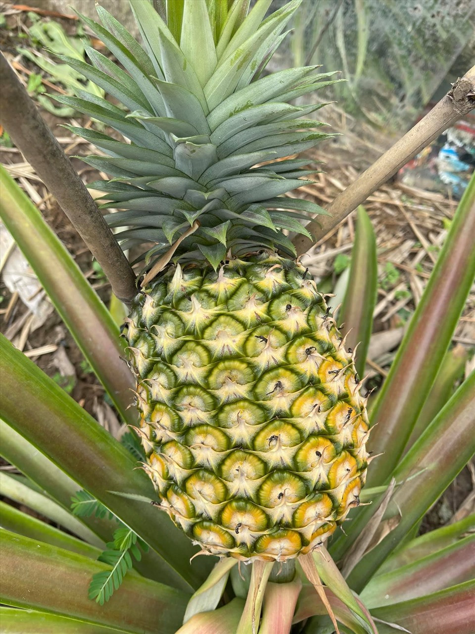 Những trái dứa đã đến kỳ thu hoạch. Ảnh: Lao động