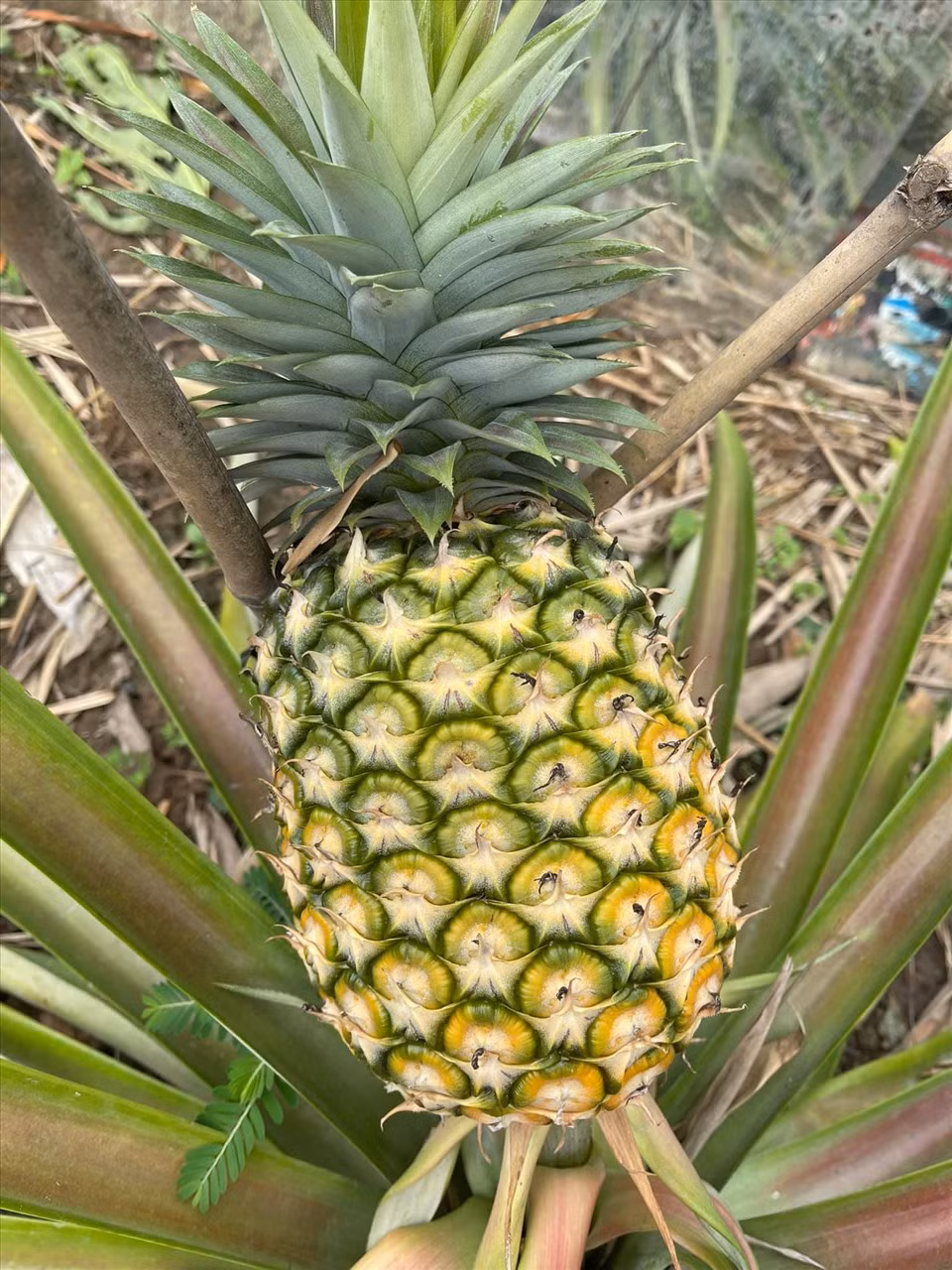 Những trái dứa đã đến kỳ thu hoạch. Ảnh: Lao động