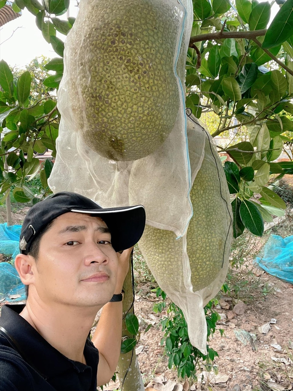 Mít cho quả to và múi dày. Ảnh: FBNV