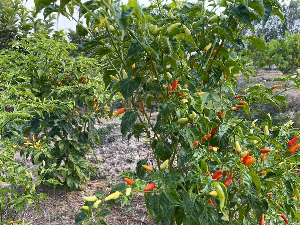 Ngoài cây ăn trái, Minh Luân còn dành một góc để trồng ớt và các đồ gia vị. Ảnh: FBNV