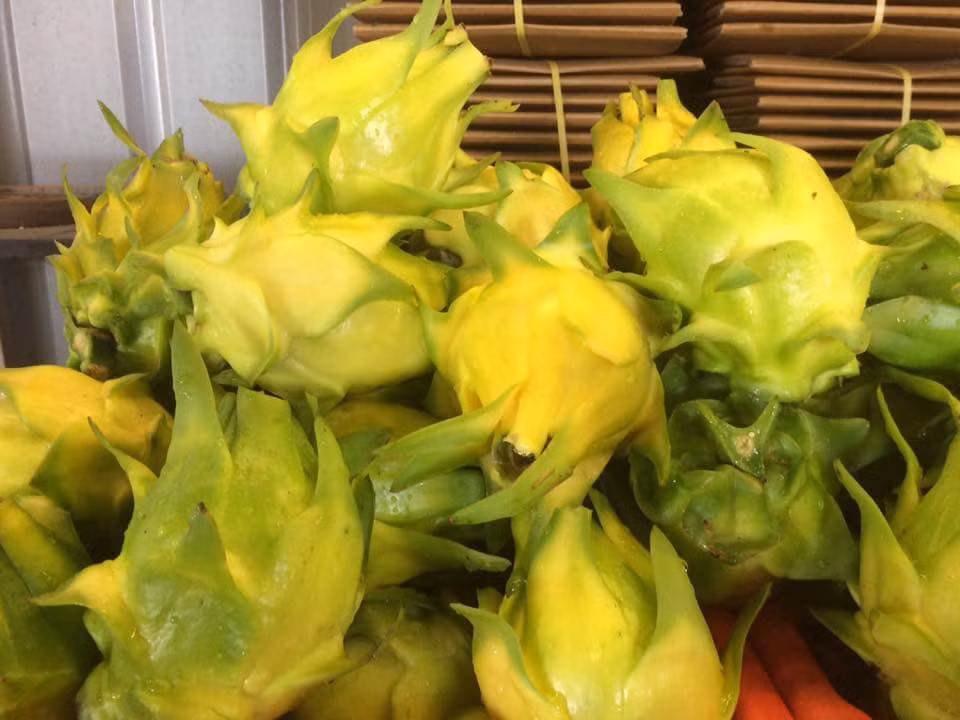 Tương tự, thanh long vàng trước kia được xếp vào nhóm trái cây độc – lạ nên thường có giá cao hơn nhiều so với thanh long vỏ đỏ ruột trắng hay đỏ quen thuộc. Ảnh: Vietnamnet