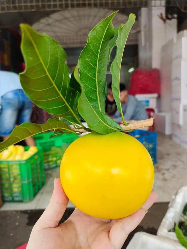 Khi được trồng thành công tại các tỉnh phía Nam, vú sữa Hoàng Kim giảm chỉ còn khoảng gần 200.0000 đồng/kg. Ảnh: Facebook