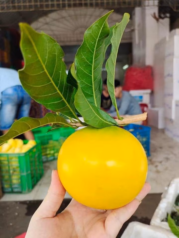 Khi được trồng thành công tại các tỉnh phía Nam, vú sữa Hoàng Kim giảm chỉ còn khoảng gần 200.0000 đồng/kg. Ảnh: Facebook