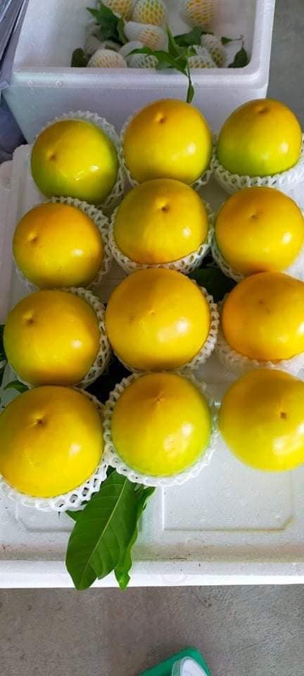 Tuy nhiên, thời gian gần đây, loại trái cây này đột ngột giảm giá mạnh. Tại các nhà vườn, giá bán của vú sữa vàng rơi vào khoảng 30.000 đồng/kg, giảm một nửa so với vụ trước đó. Ảnh; Facebook