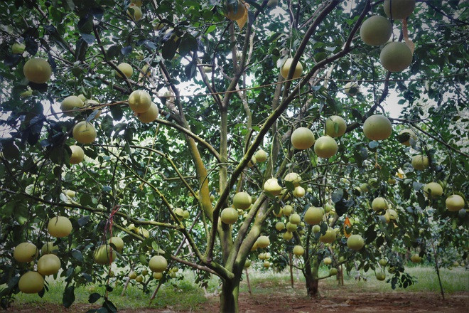 Theo người dân trồng bưởi Diễn lâu năm ở Hà Nội, dịch COVID-19 và ngày càng có nhiều người trồng bưởi Diễn là nguyên nhân khiến loại quả này "rớt giá". Ảnh: Dân Việt