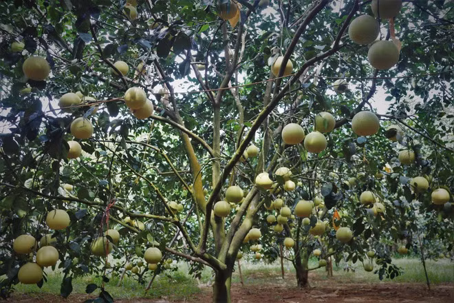 Theo người dân trồng bưởi Diễn lâu năm ở Hà Nội, dịch COVID-19 và ngày càng có nhiều người trồng bưởi Diễn là nguyên nhân khiến loại quả này "rớt giá". Ảnh: Dân Việt