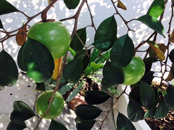 Khu nhà vườn nhà Việt Trinh có đủ các loại trái cây như: bưởi, cam, vú sữa, xoài, khế, mít và cả mía. Ảnh: FBNV