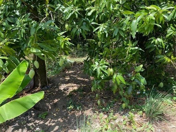 Từ sầu riêng, mít, xoài cát, dâu rừng đến ổi, mận, cam, chuối,... cây nào cũng sai trĩu quả. Ảnh: chụp màn hình