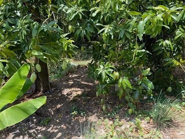 Từ sầu riêng, mít, xoài cát, dâu rừng đến ổi, mận, cam, chuối,... cây nào cũng sai trĩu quả. Ảnh: chụp màn hình