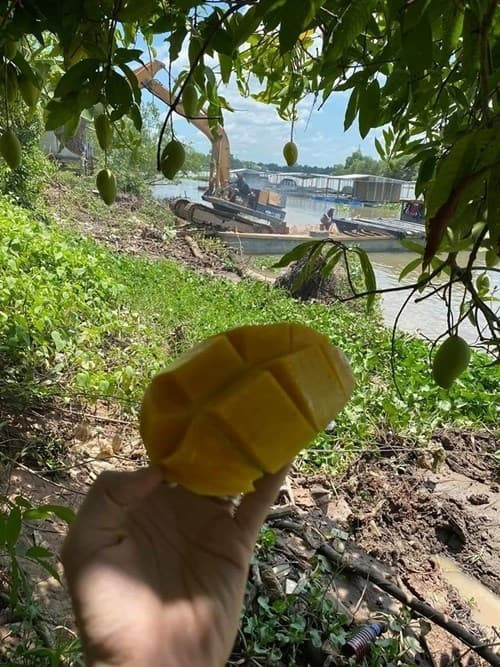 Nông trại của gia đình Vân Trang nằm cạnh một con sông lớn. Ảnh: FBNV