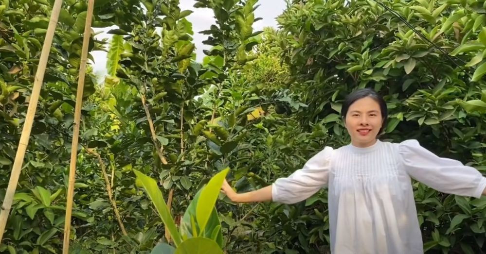 Bên cạnh đó, gia đình Vân Trang còn làm chủ khu vườn rộng 5 mẫu đất khoảng 50.000 mét vuông tại Tiền Giang. Ảnh: chụp màn hình