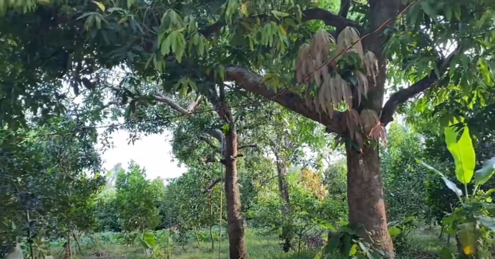 Khu vườn của gia đình Vân Trang khá rộng, trồng nhiều loại cây ăn trái, các loại rau củ...Ảnh: chụp màn hình