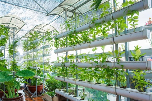 Các loại rau được trồng theo mùa như rau đay, rau muống, đậu bắp, hành lá, các loại cải… cung cấp cho gia đình rau sạch quanh năm. Nguồn ảnh; FBNV