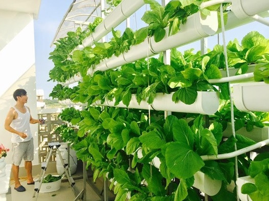 Dù có chi phí đầu tư hơi đắt nhưng trồng rau thuỷ canh đỡ mất thời gian chăm sóc vì có hệ thống tưới nước tự động.
