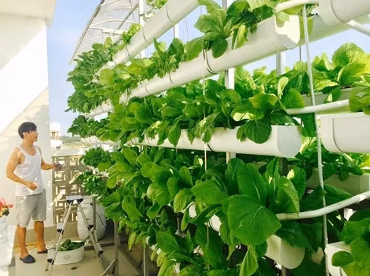 Dù có chi phí đầu tư hơi đắt nhưng trồng rau thuỷ canh đỡ mất thời gian chăm sóc vì có hệ thống tưới nước tự động.