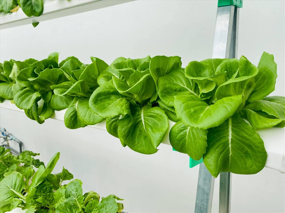 Khoảng 15, 20 phút nước được bơm tự động. Việc sử dụng hệ thống tưới nước tự động giúp cho việc tưới tiêu hợp lí hơn.