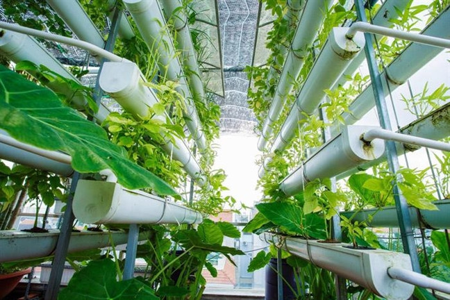 Giàn thủy canh được thiết kế khá khoa học, bài bản với nhiều khoảng trống lấy ánh nắng mặt trời.