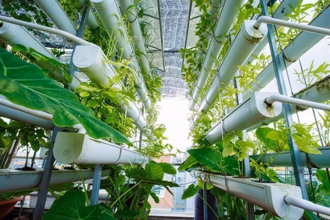 Giàn thủy canh được thiết kế khá khoa học, bài bản với nhiều khoảng trống lấy ánh nắng mặt trời.