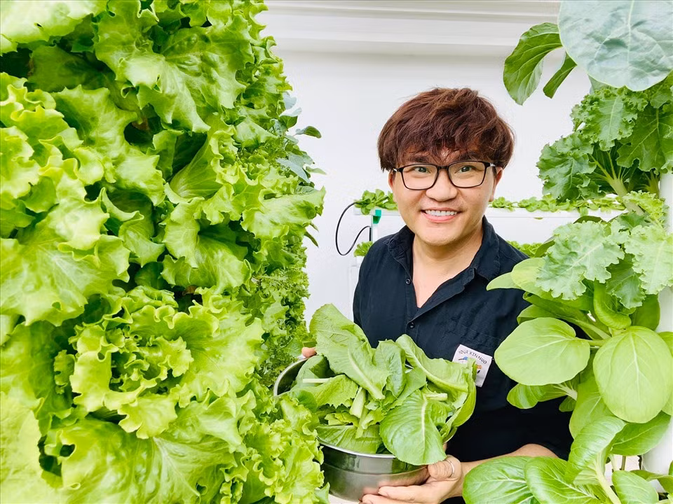 Trong vườn rau nhà MC Đại Nghĩa có có cải xanh, xà lách dùng để làm thức ăn hằng ngày.