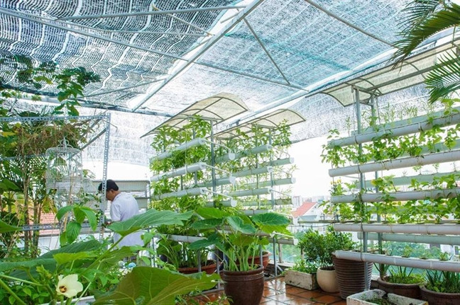 Siêu mẫu Vũ Thu Phương khiến người hâm mộ ngỡ ngàng với 3 giàn thủy canh hoành tráng trên sân thượng.