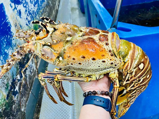 Chia sẻ trên Zing, ông Trần Văn Trường, CEO Hải sản Hoàng Gia cho biết vừa nhập về hơn 2 tấn tôm hùm bông Caribbean từ Mexico. Mỗi con có trọng lượng từ 1,5 -4 kg trở lên. Ảnh: Zing