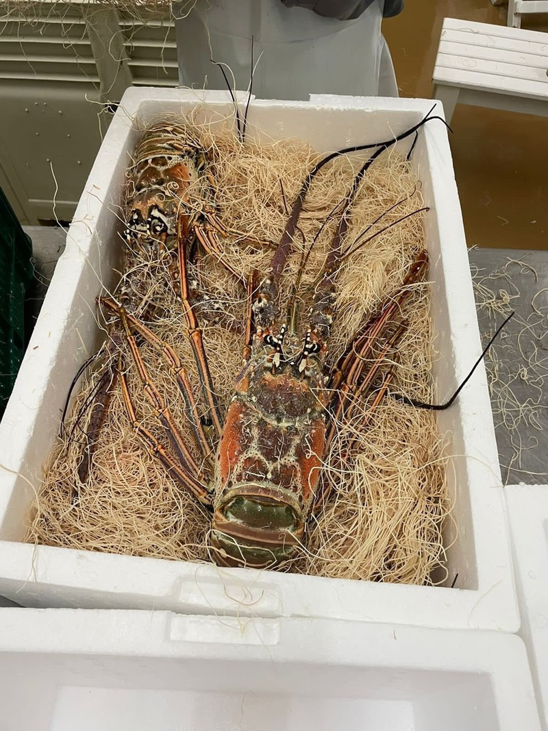 Với giá bán ưu đãi gần 2,5 triệu đồng/kg, con tôm hùm có trọng lượng 4 kg giá tới hơn 10 triệu đồng. Ảnh: Plo